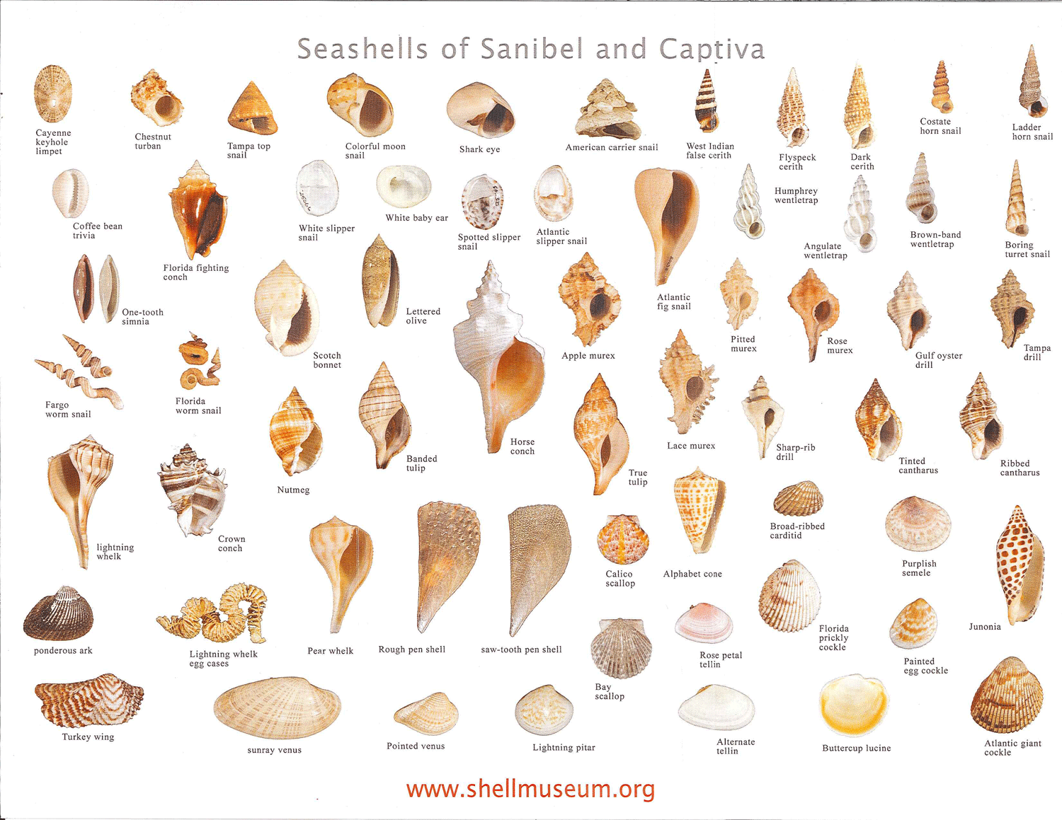 Shell Identification Guides