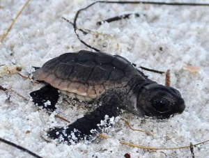 Sanibel Island Baby Turtle 1