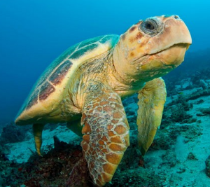 Sanibel Island Baby Turtle 2