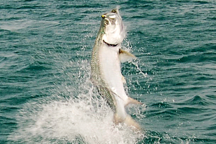 Sanibel Island Captiva Inshore Fishing