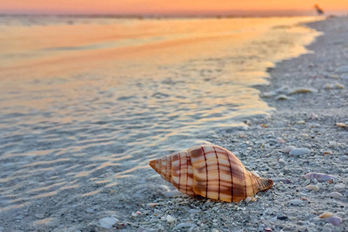 Shell on Sanibel and Captiva Island Beaches
