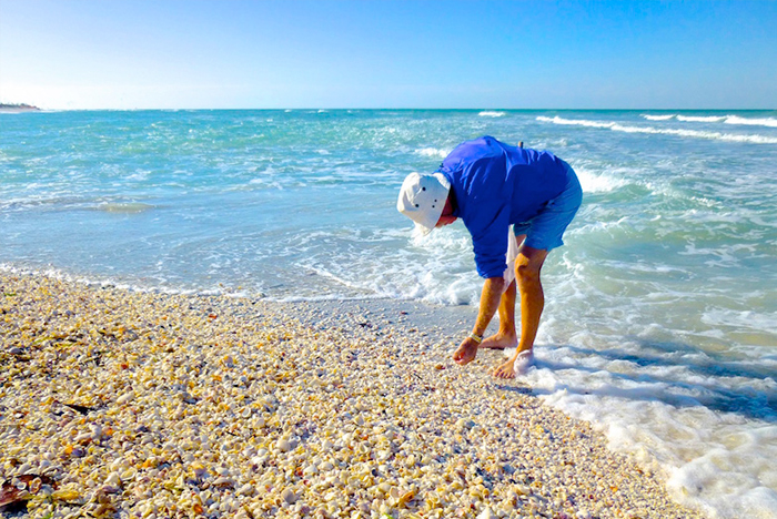 Find Shells on Sanibel Island.