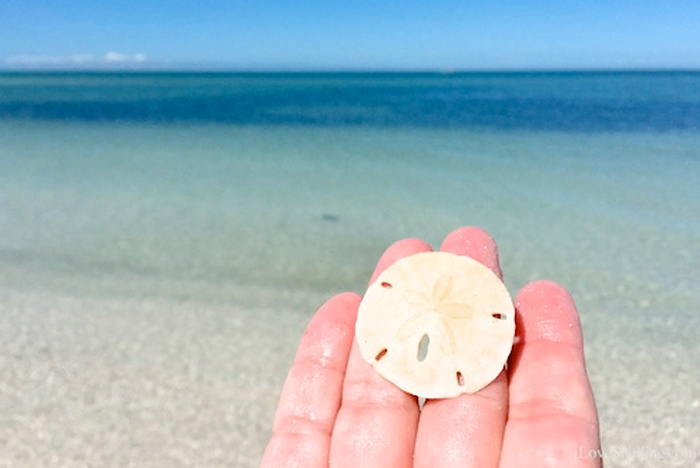 Collection of Seashells from Sanibel Island in Florida, USA