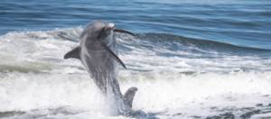 dolphin-jump-what-to-do-in-sanibel-and-captiva