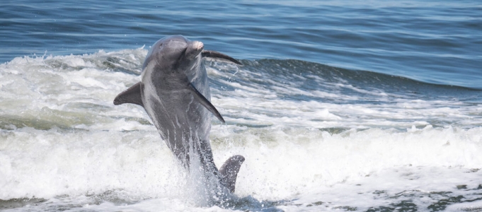dolphin-jump-what-to-do-in-sanibel-and-captiva